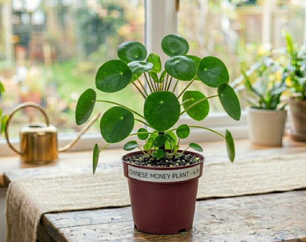 4" Chinese Money Tree