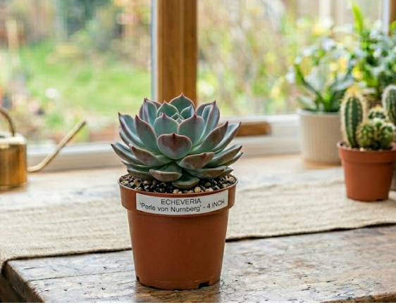 4" Echeveria