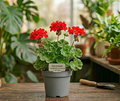 4" Geranium