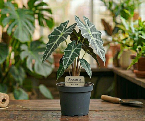 6" Alocasia Polly