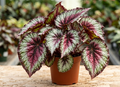 4" Rex Begonia