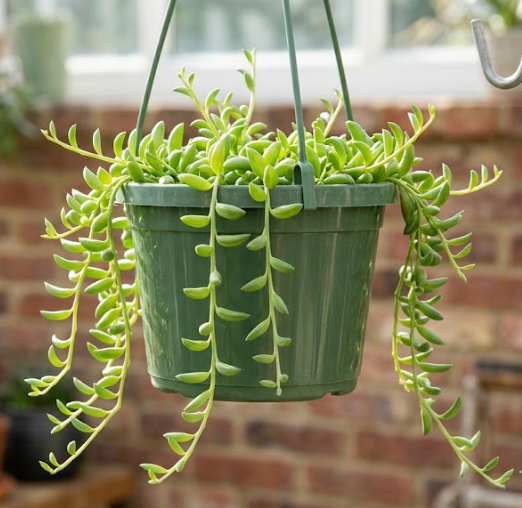 6" String of Bananas