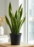 4" Snake Plant