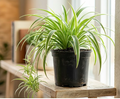 6" Spider Plant