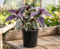 6" Persian Shield