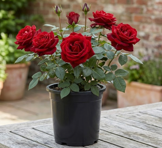 Rose Bush
