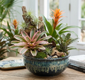 6" Ceramic Bromeliad Garden