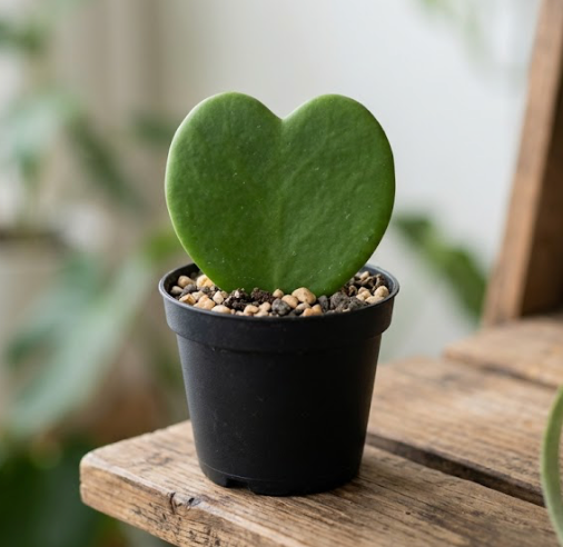 2" Hoya Kerri