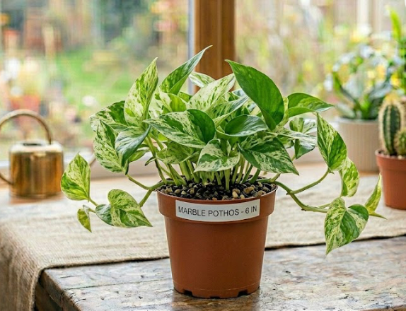 6" Marble Queen Pothos