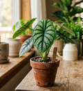 4" Alocasia Dragon Scale