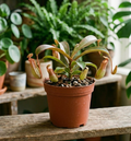 4" Pitcher Plant