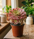 4" Aeonium Pink Witch