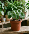 4" Pepperomia