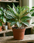 6" Aglaonema Maria
