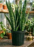 10" Snake Plant