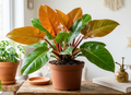 10" Prince of Orange Philodendron