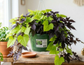 10" Sweet Potato Vine Hanging Basket