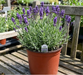 10" Lavender