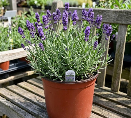 10" Lavender