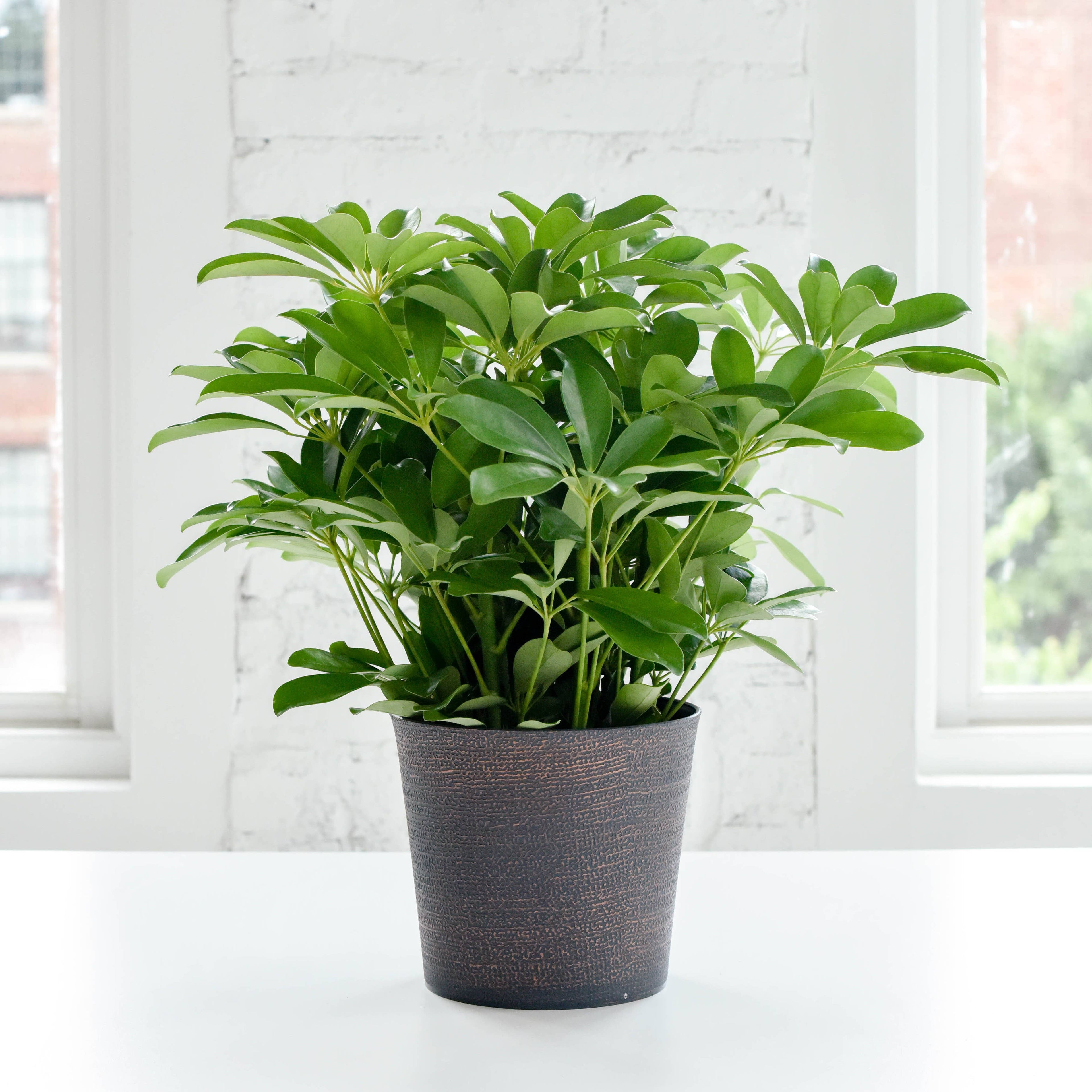 6.5" Decorative Pot Cover for Plants