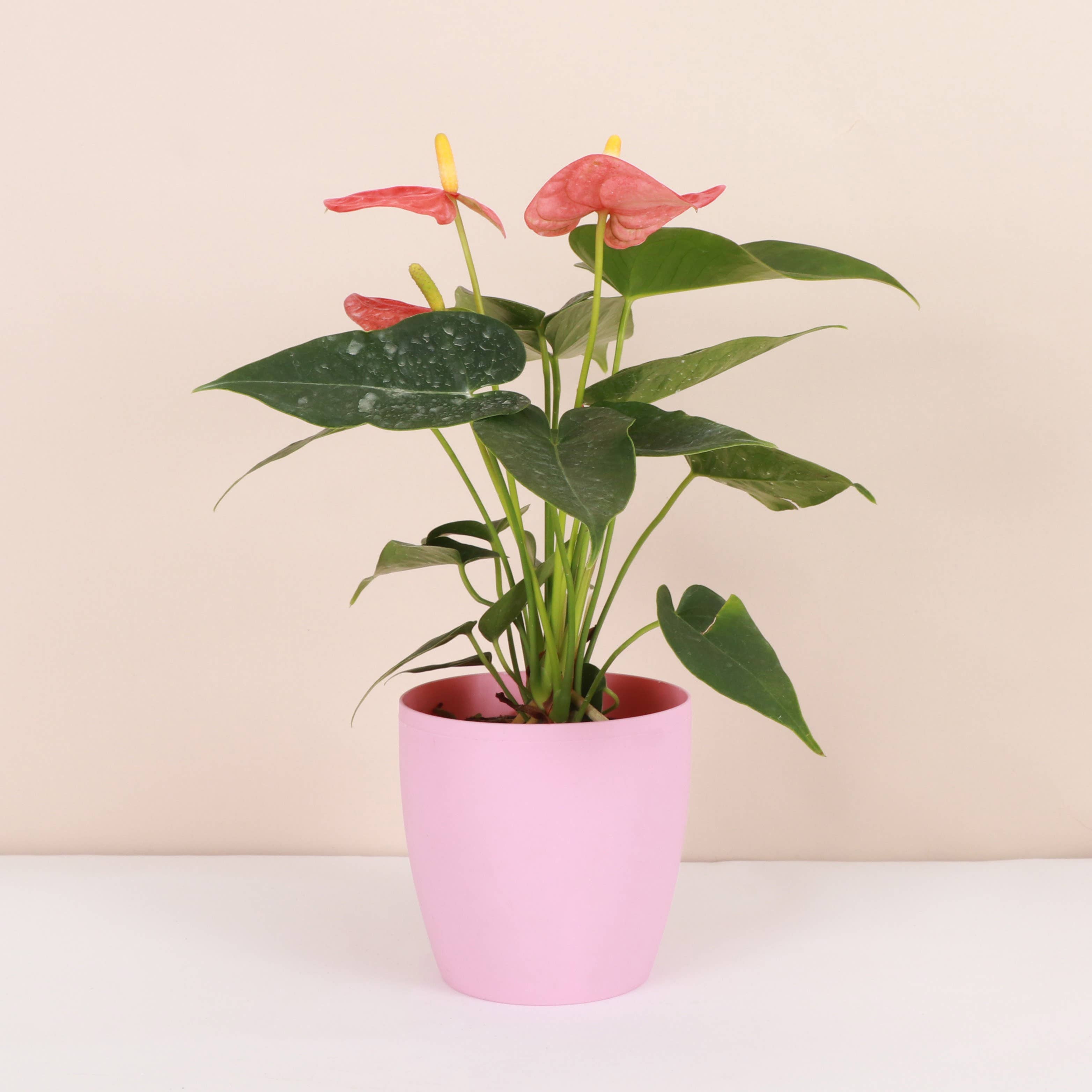 4" Decorative Pot Cover for Plants - Multiple Colors