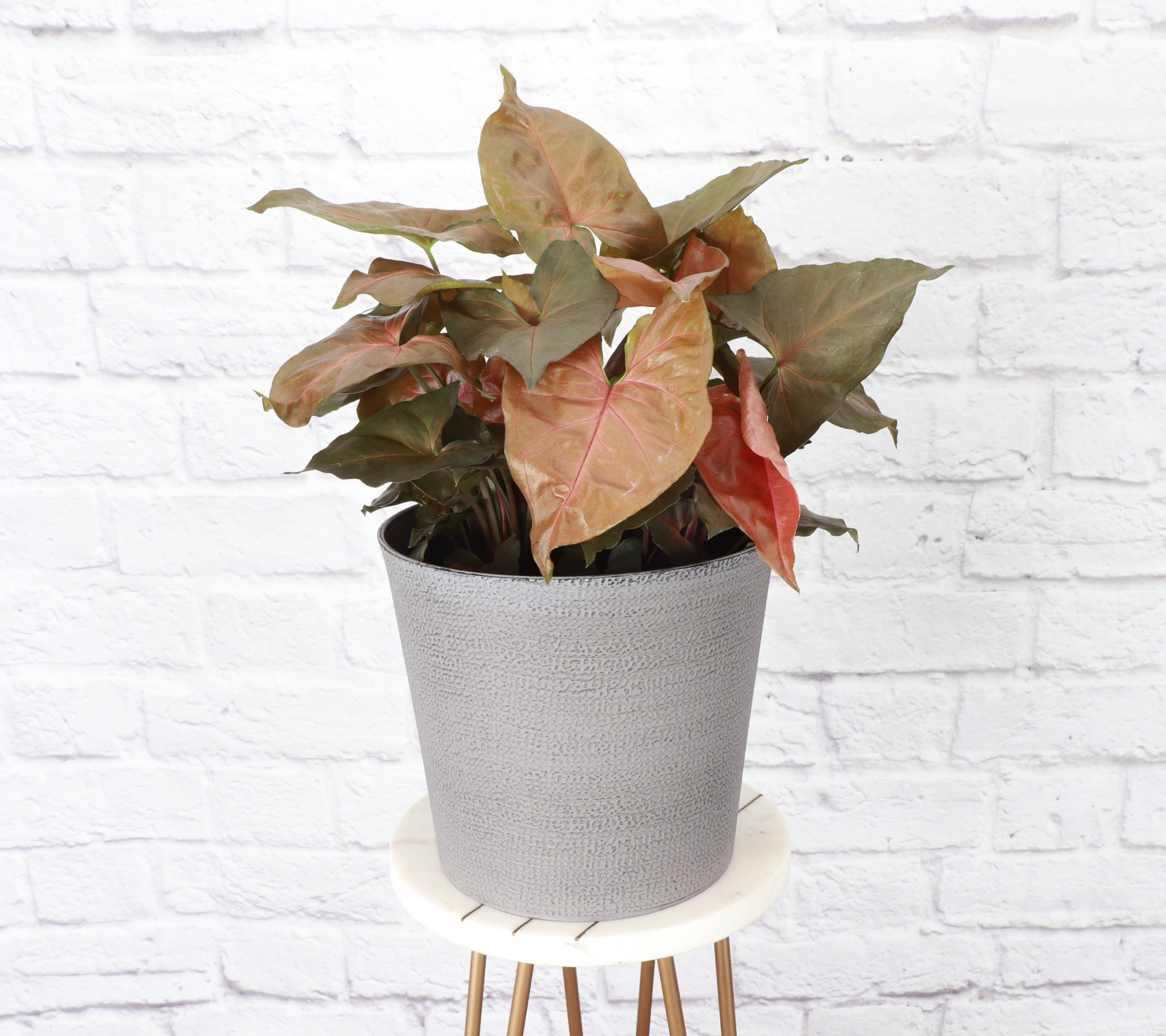 6.5" Decorative Pot Cover for Plants